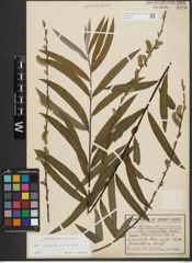 Foto von Salix purpurea L. x Salix viminalis L.
